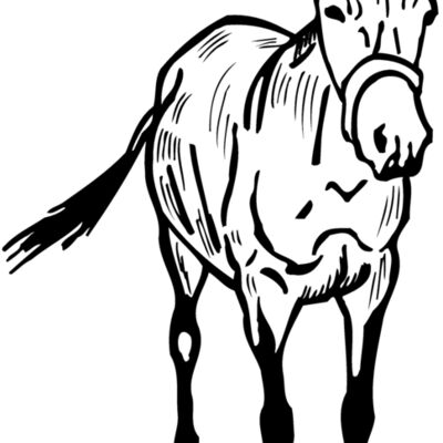 BURRO010 Thumbnail