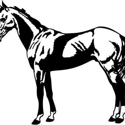 HORSE018 Thumbnail