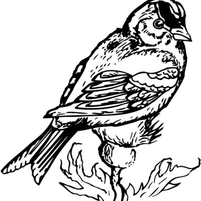 BIRD050 Thumbnail