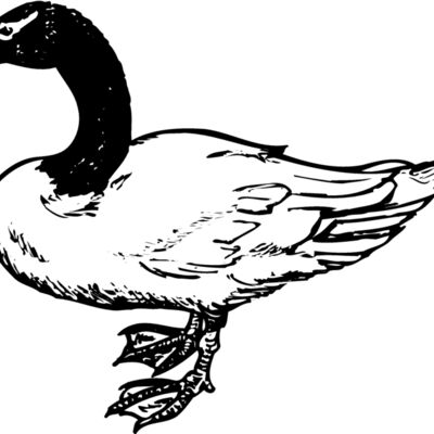 BIRD086 Thumbnail