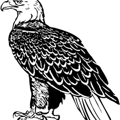 EAGLE017 Thumbnail