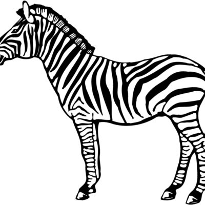 ZEBRA004 Thumbnail